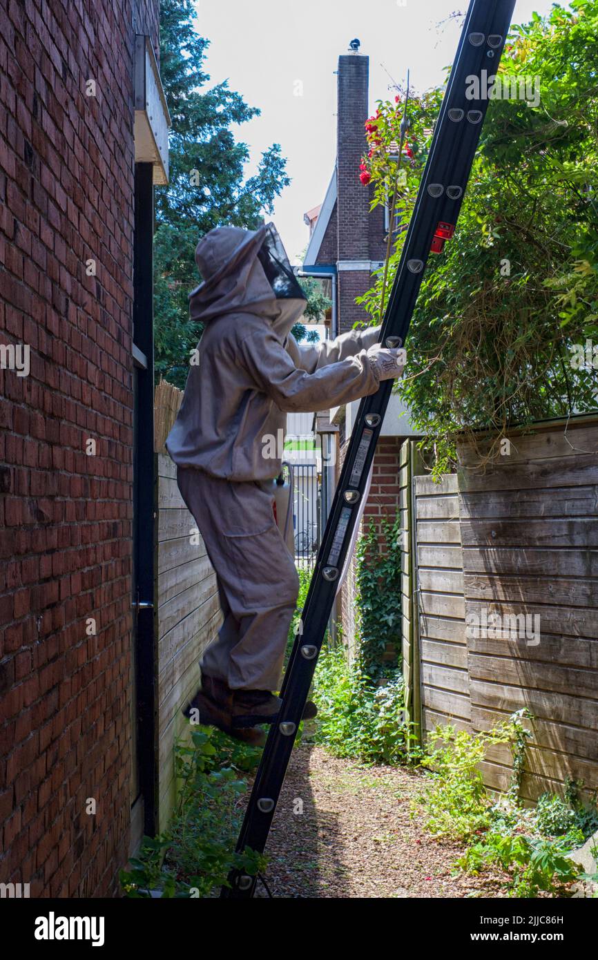 Control de Plagas con ropa protectora en una escalera para exterminar un nido de avispas. Foto de stock