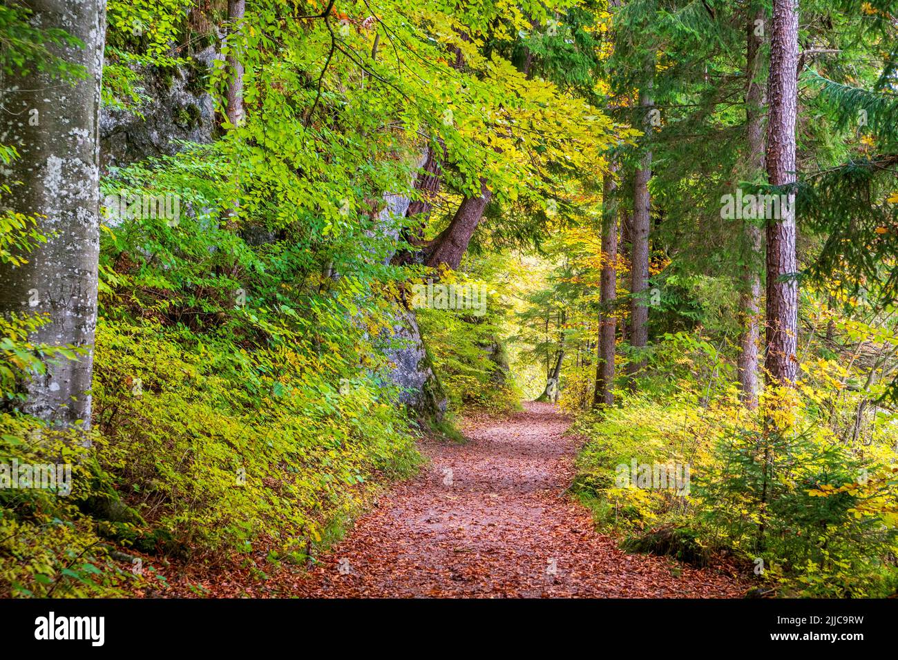 paisaje panorámico con bosque en otoño Foto de stock