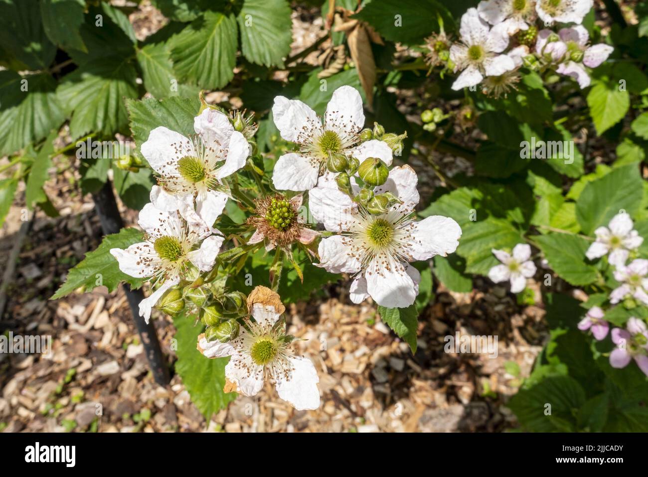 Primer plano de las flores del arbusto de blackberry 'Black Satin' moras Brambles planta flores florecientes en un jardín a principios de verano Inglaterra Reino Unido Gran Bretaña Foto de stock