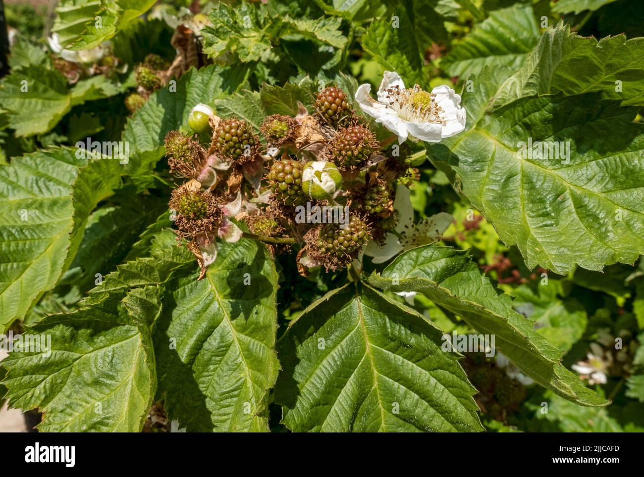 Primer plano de frutos verdes inmaduros de zarzamora Pinza arbusto 'Black Satin' Brambles planta que crece en un jardín verano Inglaterra Reino Unido Gran Bretaña Foto de stock