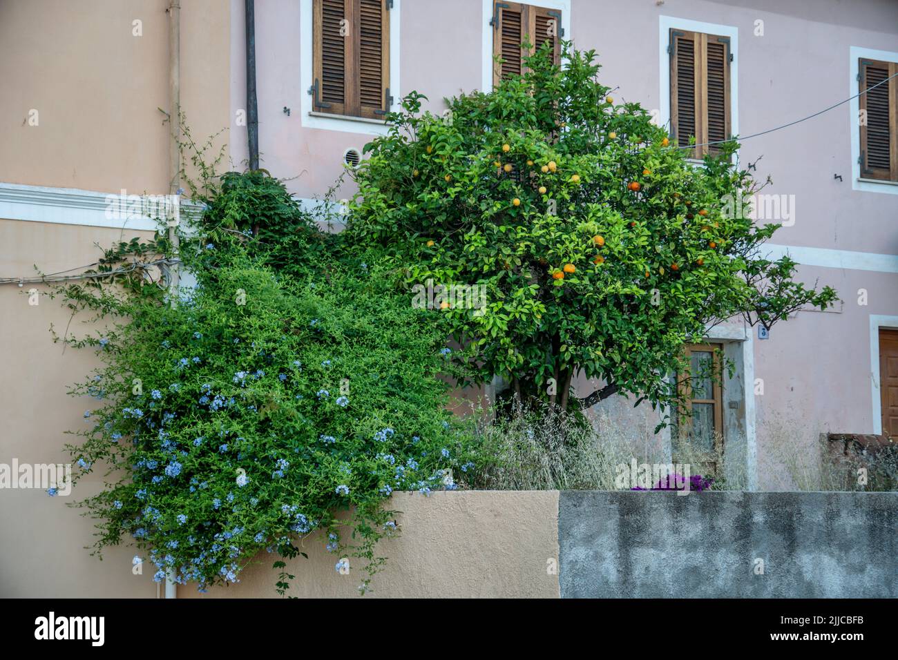 Orangen und Zitronenbaum, Isloa La Maddalena , Sardinien, Italien, Europa Foto de stock
