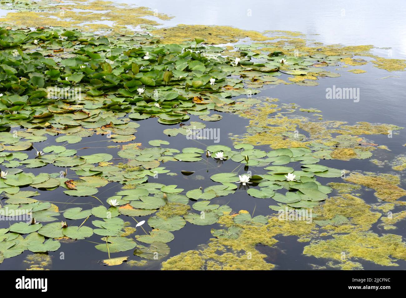 Nenúfares y algas, estanques de nenúfares Bosherston, Bosherston, Stackpole, Pembrokeshire, Gales Foto de stock