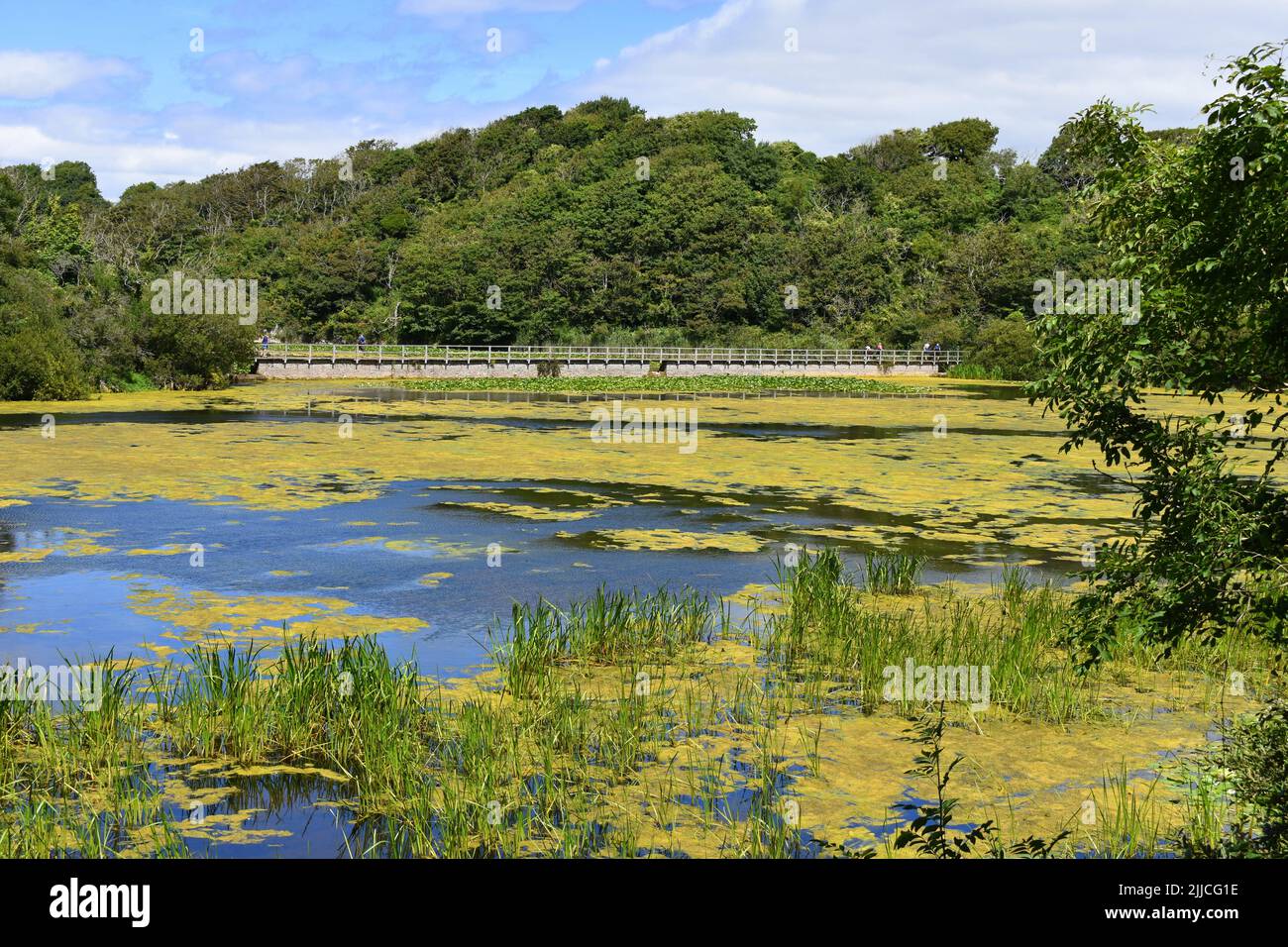 Lagos Bosherston, Bosherston, Stackpole, Pembrokeshire, Gales Foto de stock