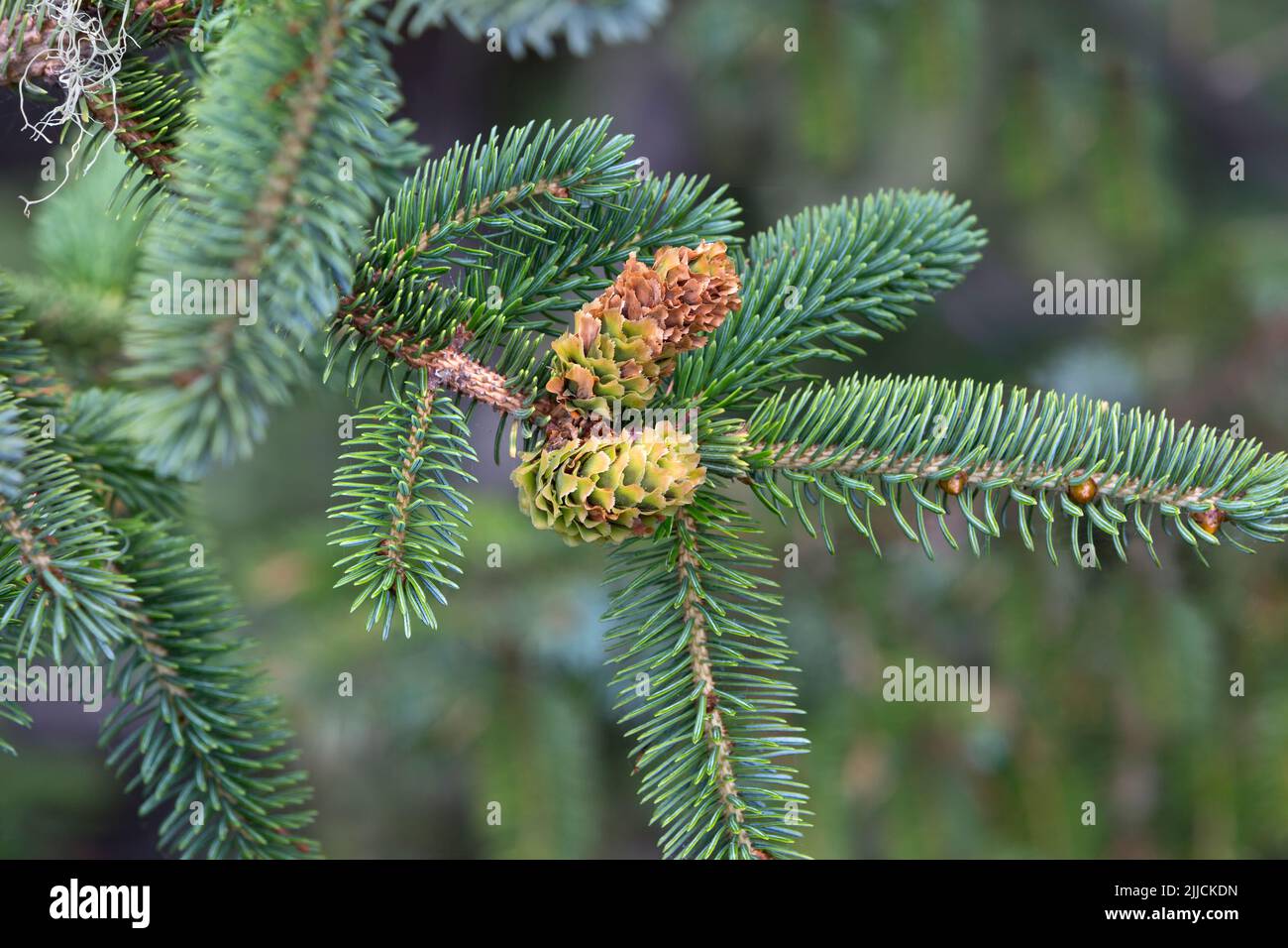 Abeto Sitka 'Picea sichensis', siempre verde, Costa Norte de California. Foto de stock
