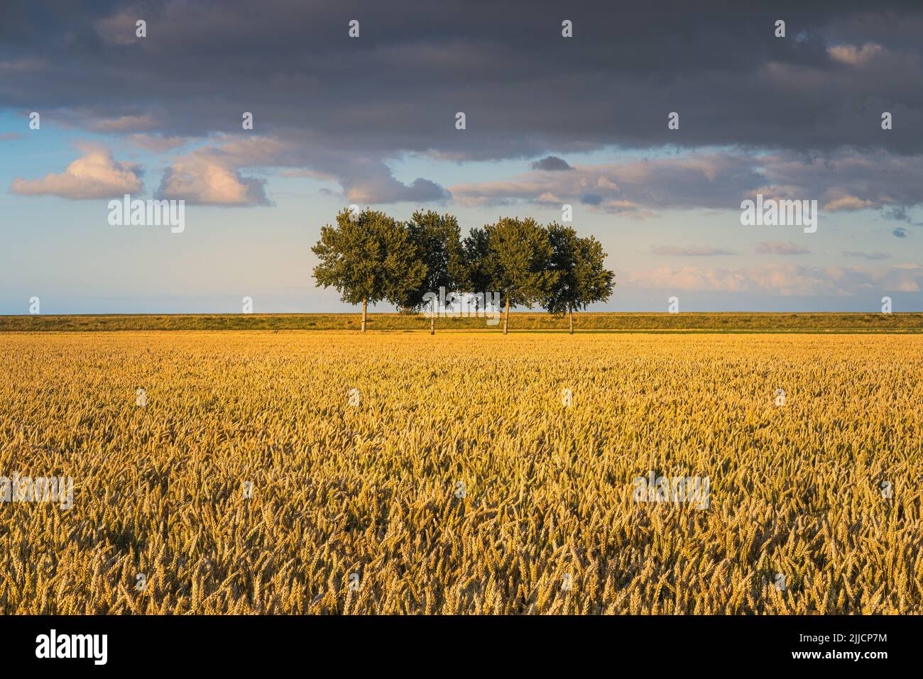 Puesta de sol con hierba de trigo en Johannes Kerkhovenpolder, en la parte norte de la provincia de Groningen, Países Bajos. Foto de stock
