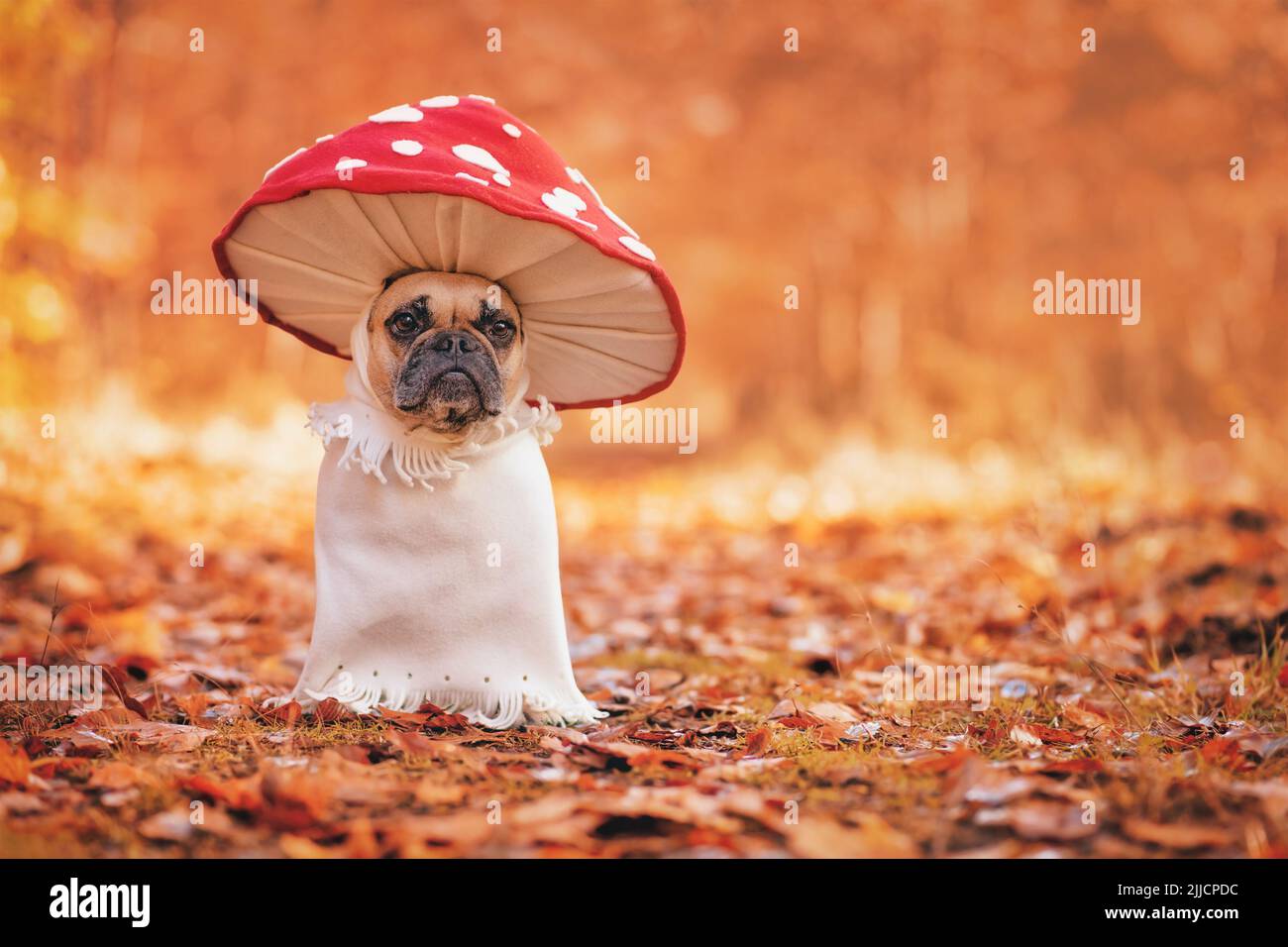 Divertido perro Bulldog francés en un traje único de setas agáricas de mosca de pie en el bosque de otoño naranja con espacio de copia Foto de stock