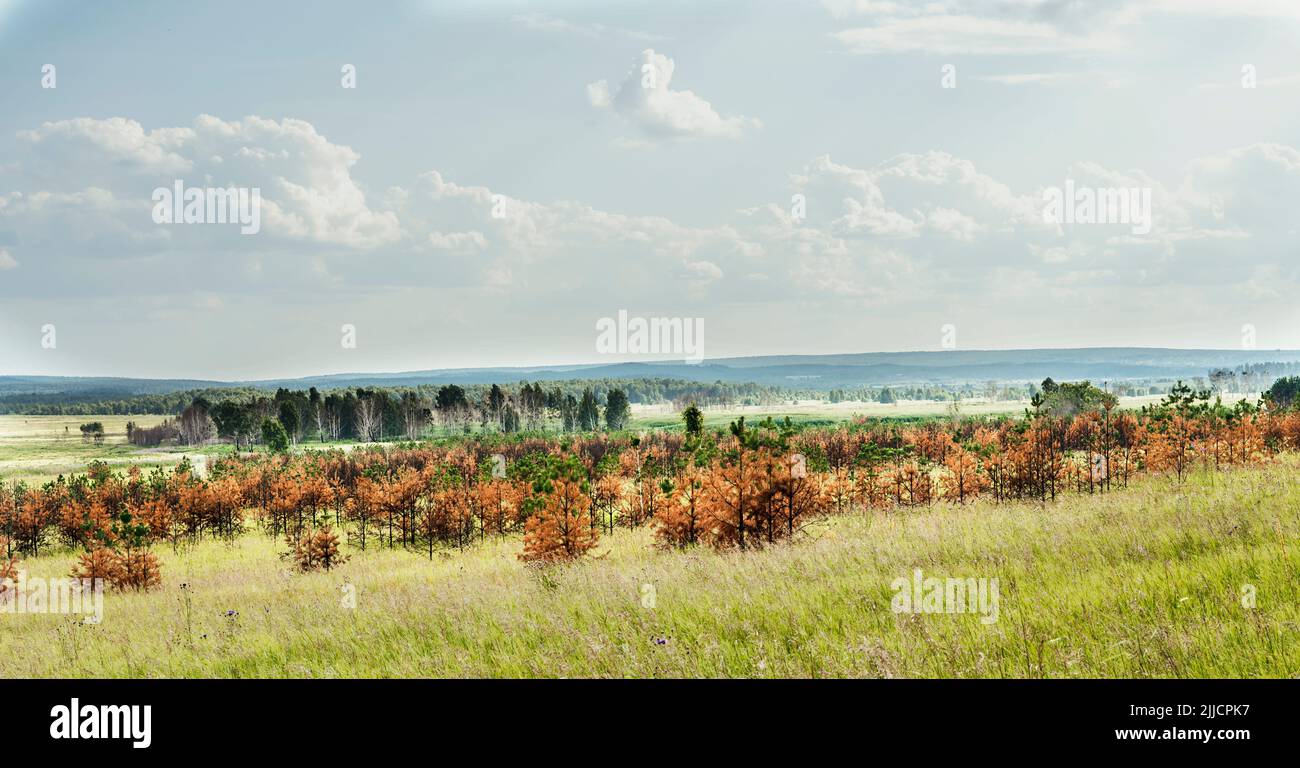 Pinos de coníferas secos de aguja amarilla quemaron troncos lentamente recuperándose después de calor anormal y sequía o fuego Ecosistema de cambio climático Foto de stock