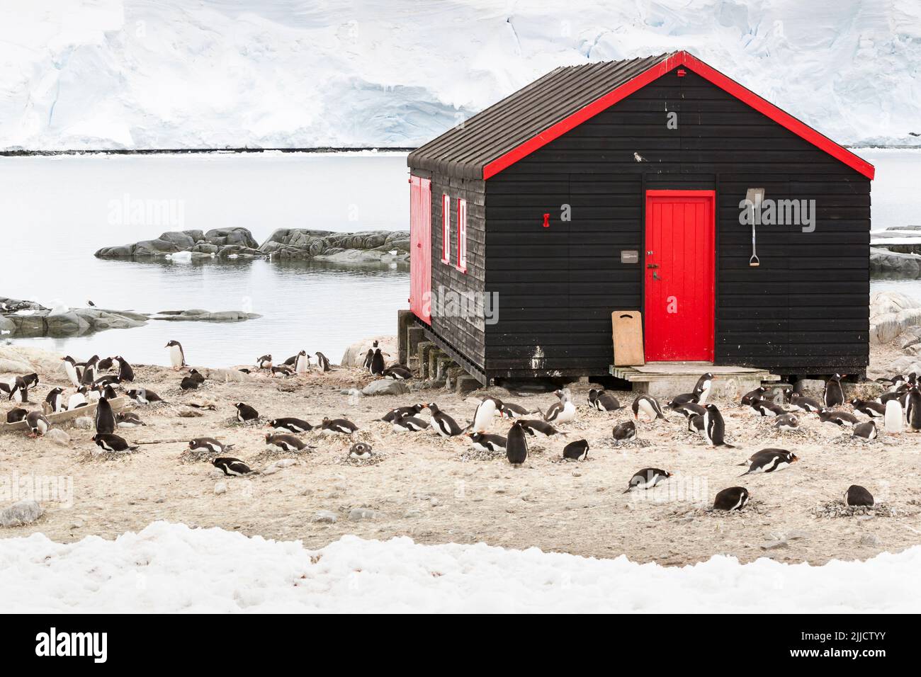 Pingüino Gentoo Pygoscelis papúa, colonia que rodea la cabaña de investigación, Port Lockroy, Antártida en enero. Foto de stock