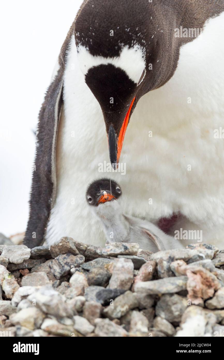 Pingüino Gentoo Pygoscelis papúa, polluelo de alimentación para adultos en el sitio del nido, Port Lockroy, Antártida en enero. Foto de stock