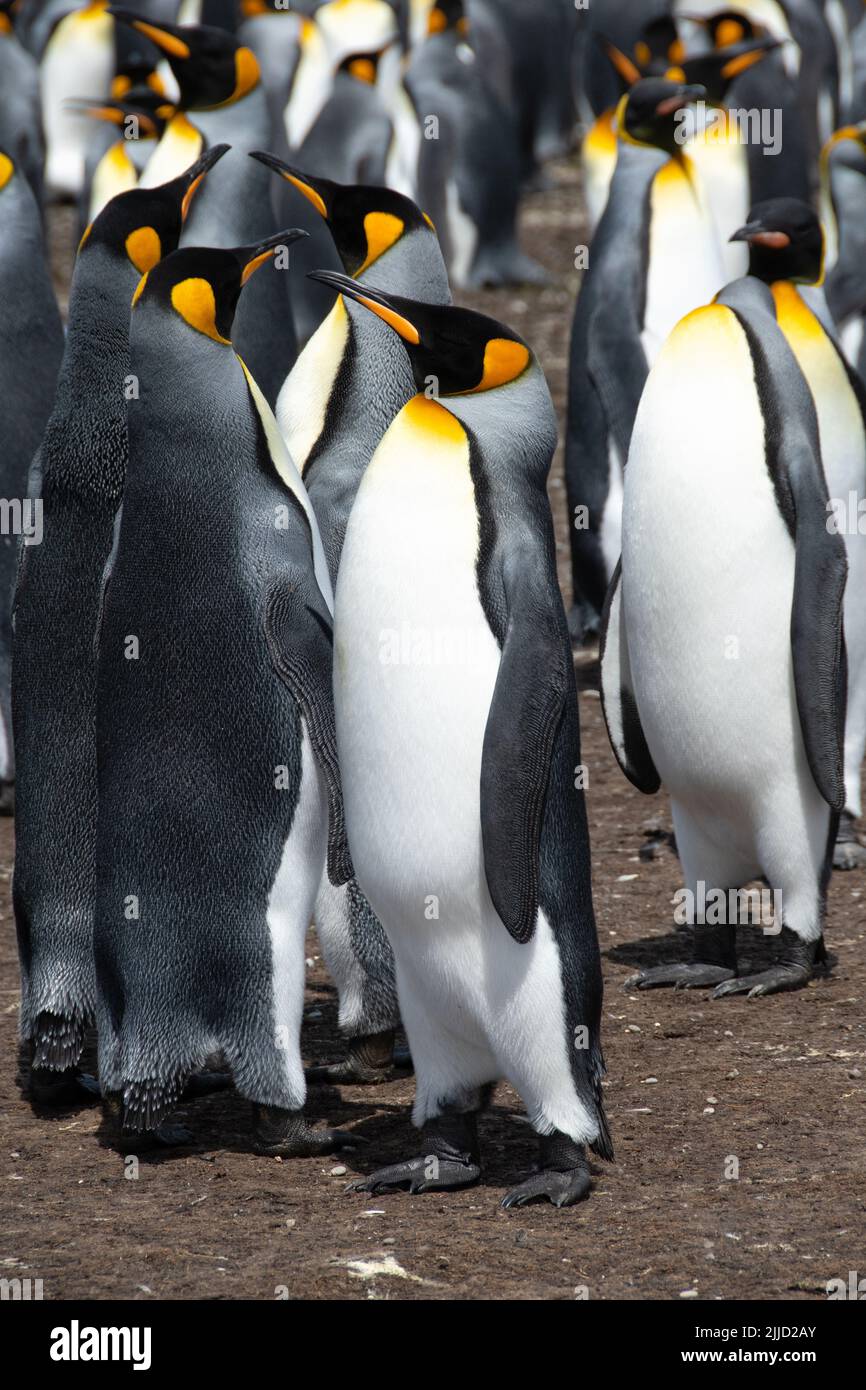 King Penguin Colony en Volunteer Point, Islas Malvinas. Foto de stock