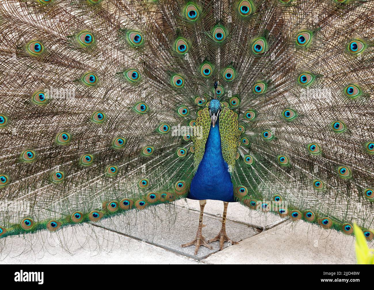 Retrato de pavo real, plumas de cola esparcidas en abanico grande, primer plano, pájaro colorido, pavo real indio, Seward Johnson Center for the Arts; terrenos para Sculptur Foto de stock