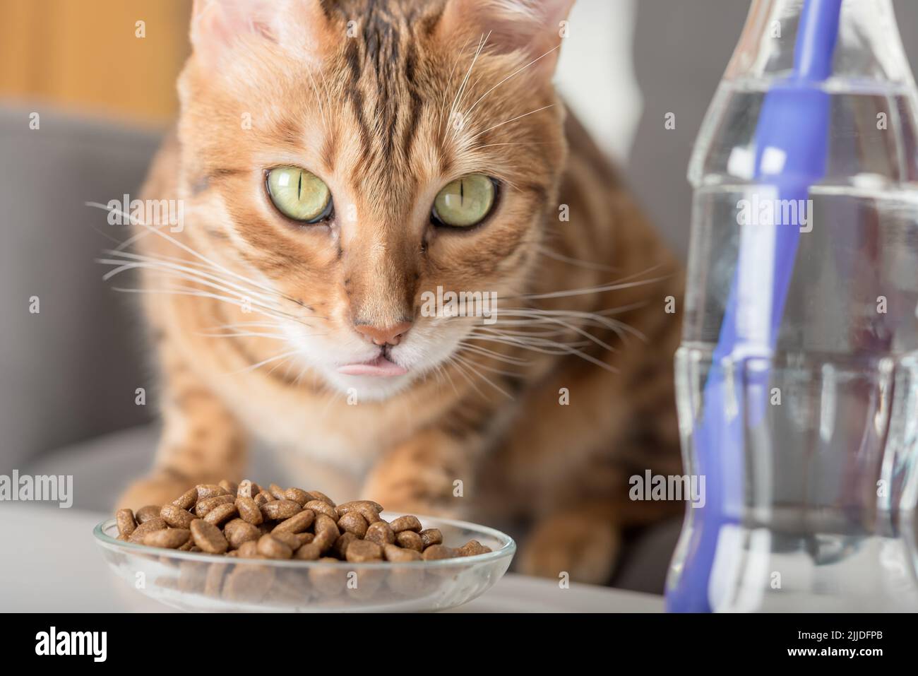 El gato de Bengala come alimentos secos en una mesa de café en la sala de  estar Fotografía de stock - Alamy