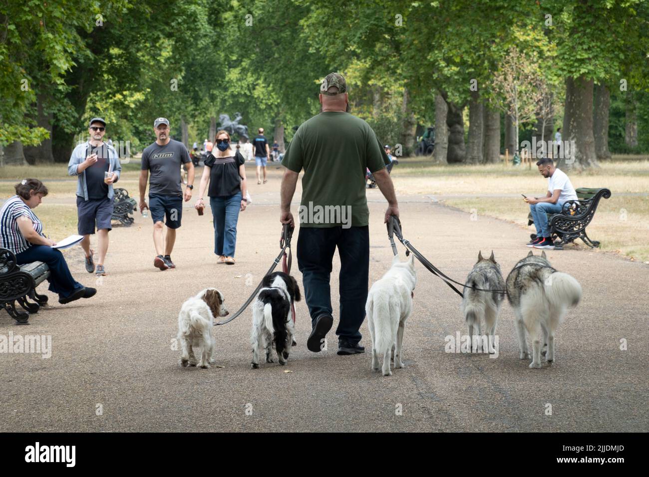 Perro caminante en Kensington Gardens, Londres, Inglaterra, Reino Unido, Europa Foto de stock