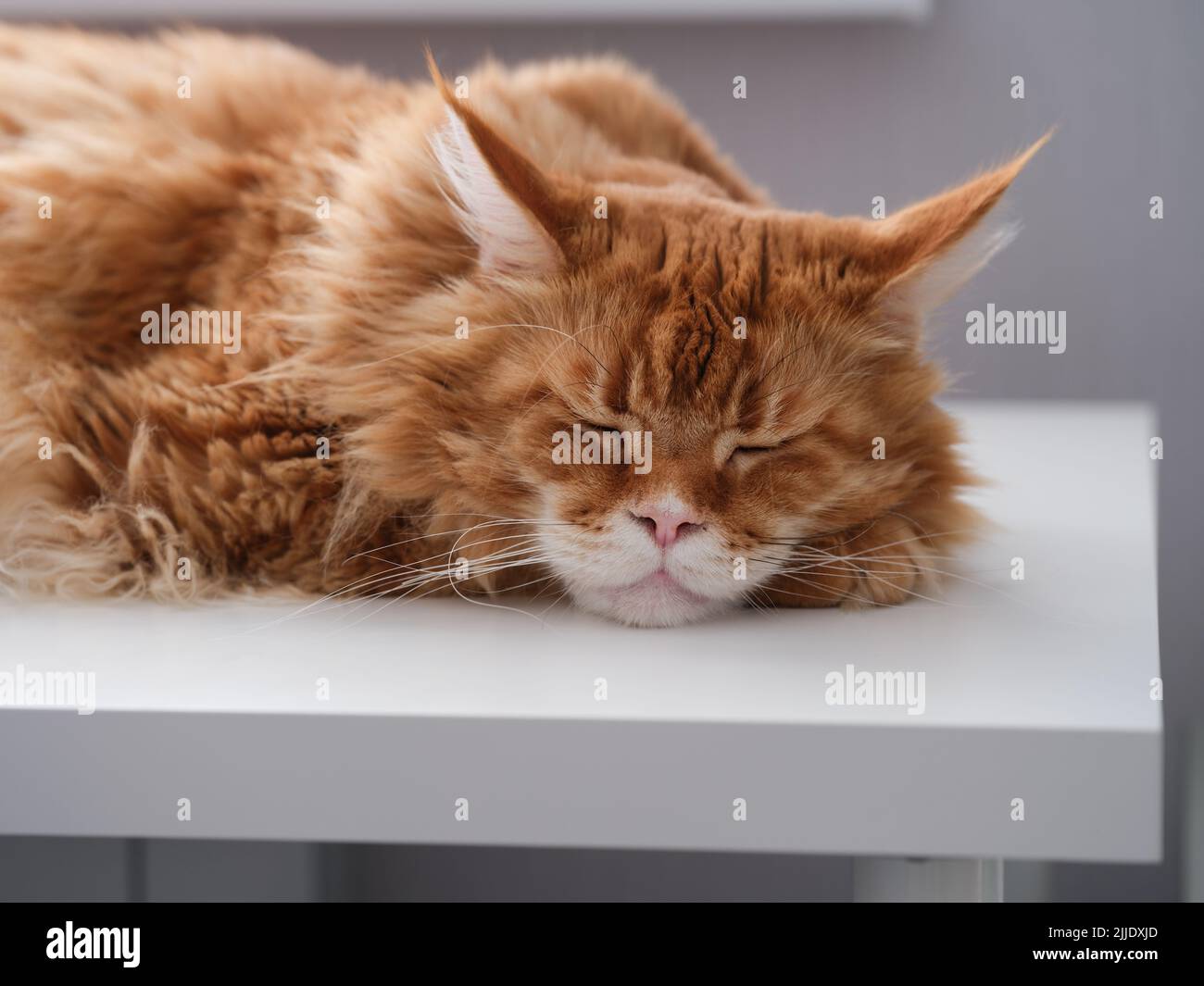 Un gato rojo de Maine Coon durmiendo sobre una mesa. Primer plano. Foto de stock