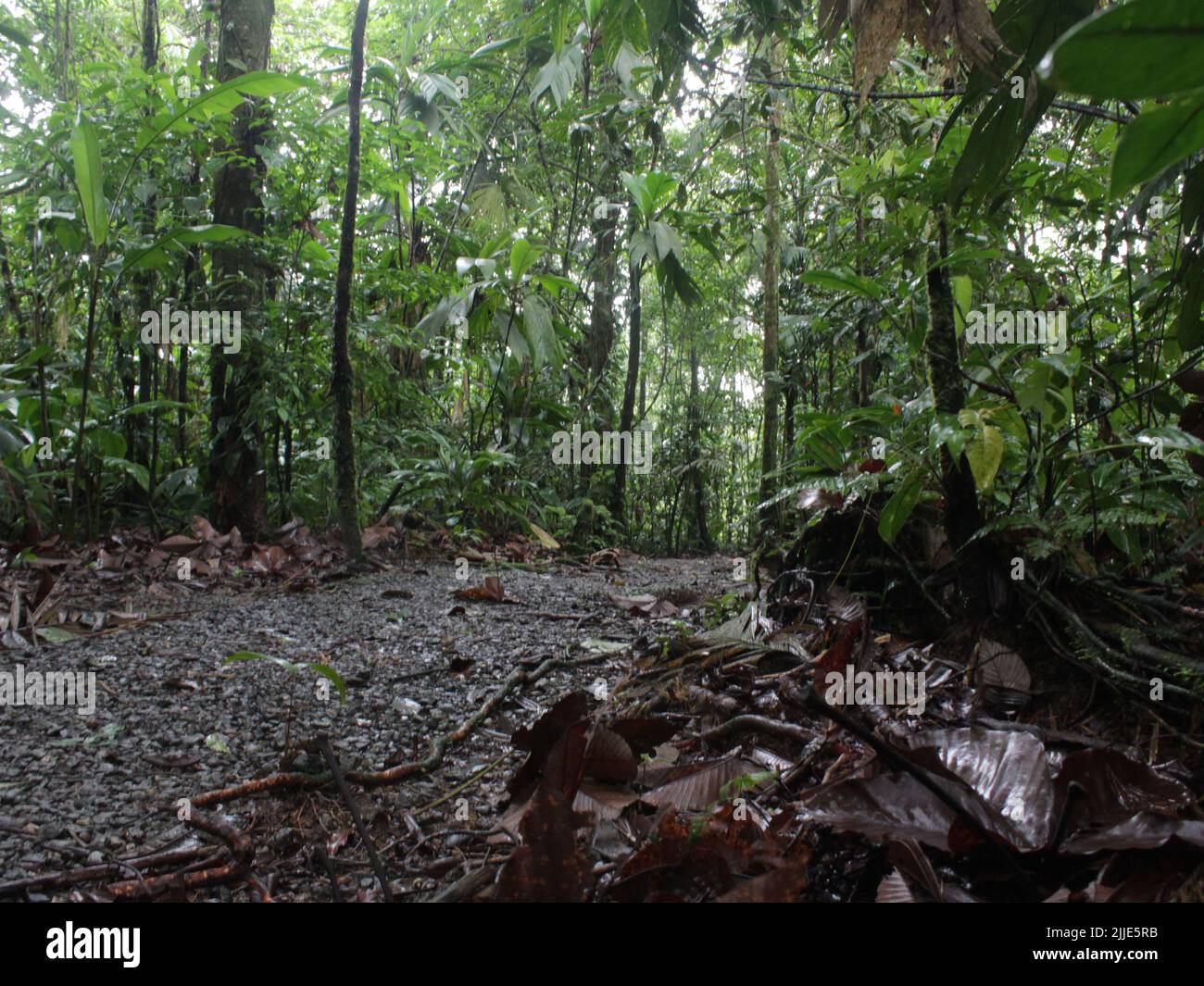 Sendero en la selva tropical en el Parque Nacional Braulio Carrillo, Costa Rica Foto de stock