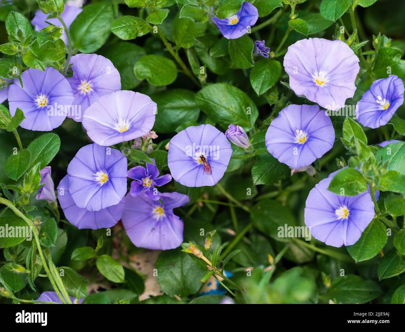 Flores de trompeta azul de la perenne semidespeluznante, Convolvulus sabatius Foto de stock