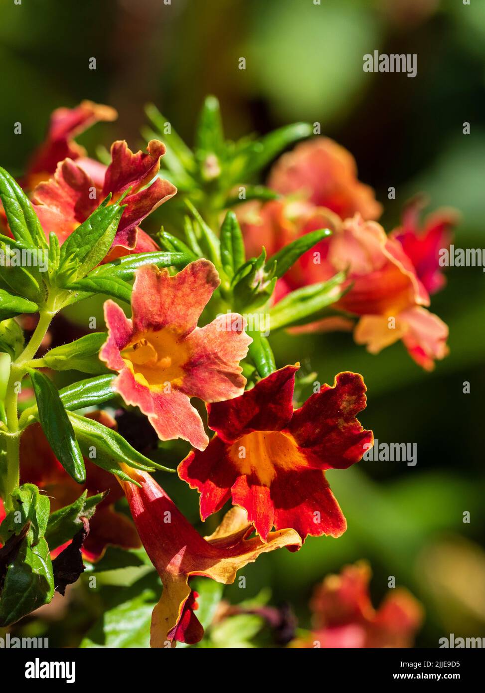Flores rojas del verano del subarbusto rojo medio-resistente de la flor del mono, Diaplacus puniceus Foto de stock