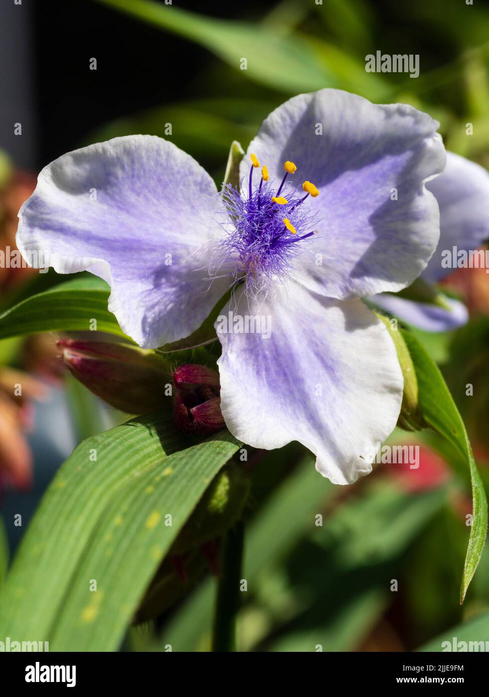 Fethery centrado flores azules y blancas del verano floreciendo feroz perenne, Tradecantia (Grupo Andersoniana) 'Iris Pritchard' Foto de stock
