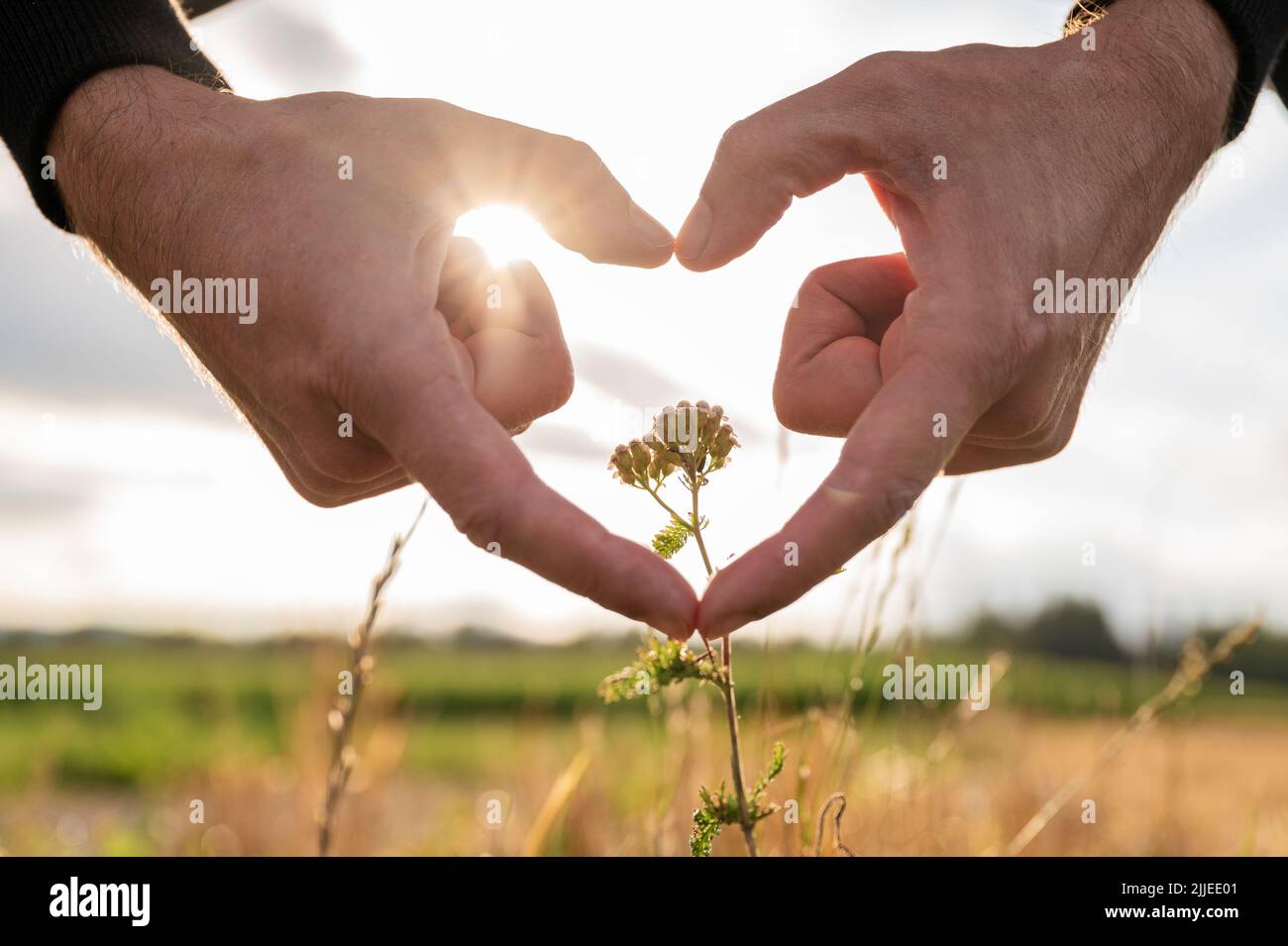 Manos masculinas haciendo una forma del corazón alrededor de una flor que crece en un campo con el sol que pone brillando a través de los dedos. Foto de stock