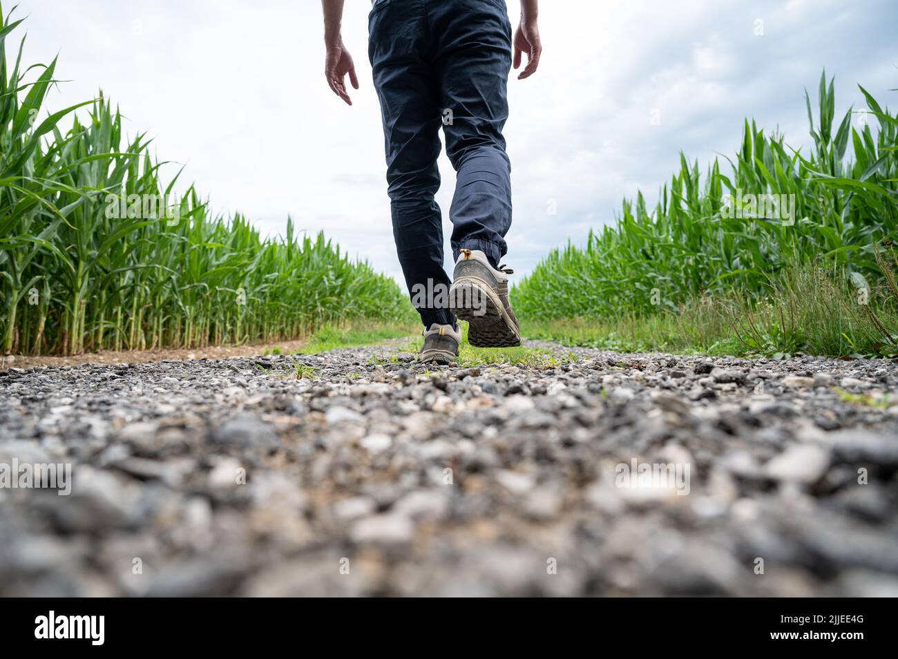 Vista desde detrás de un hombre con zapatos de senderismo caminando por una carretera rural que corre entre campos de maíz verdes. Foto de stock