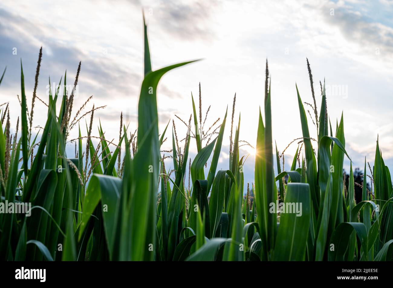 Puesta de sol brillando a través de hojas verdes de la parte superior de maíz plantado en el campo. Foto de stock