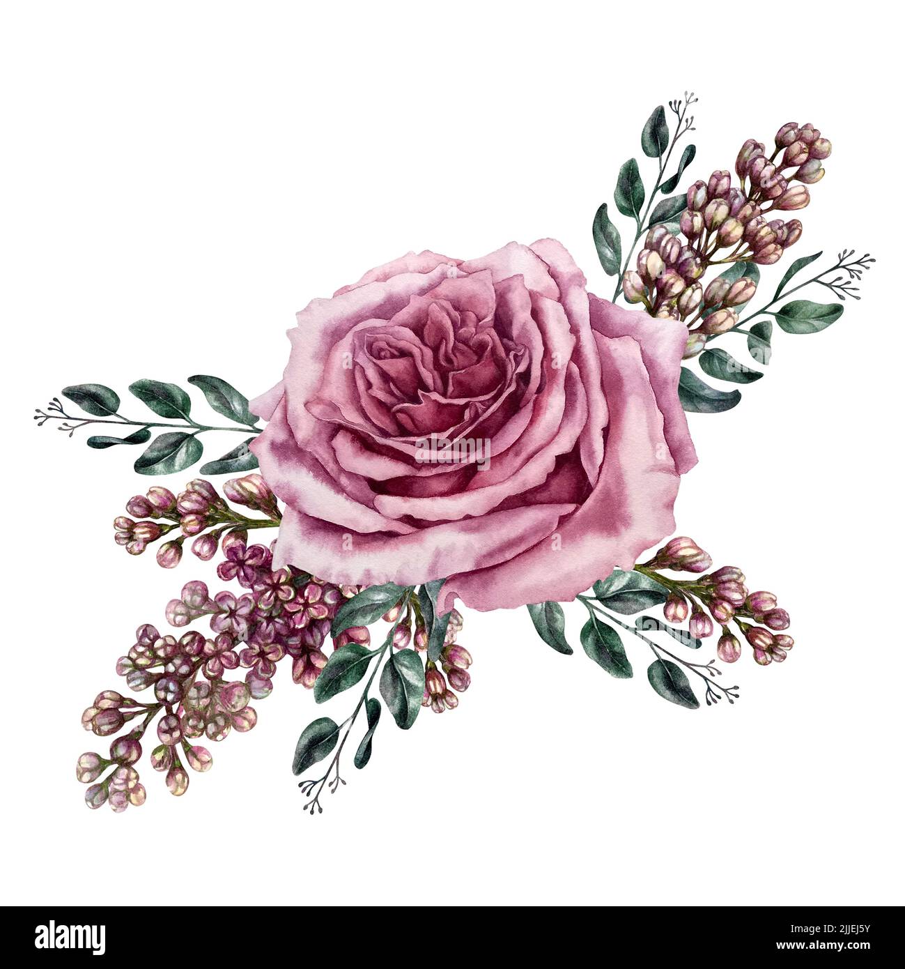 Flores color de rosa lila Imágenes recortadas de stock - Alamy