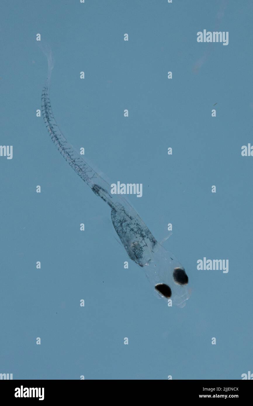 sauger (Stizostedion canadense), larva 12 días después de la deposición del huevo a una temperatura del agua de 21 grados Celsius Foto de stock
