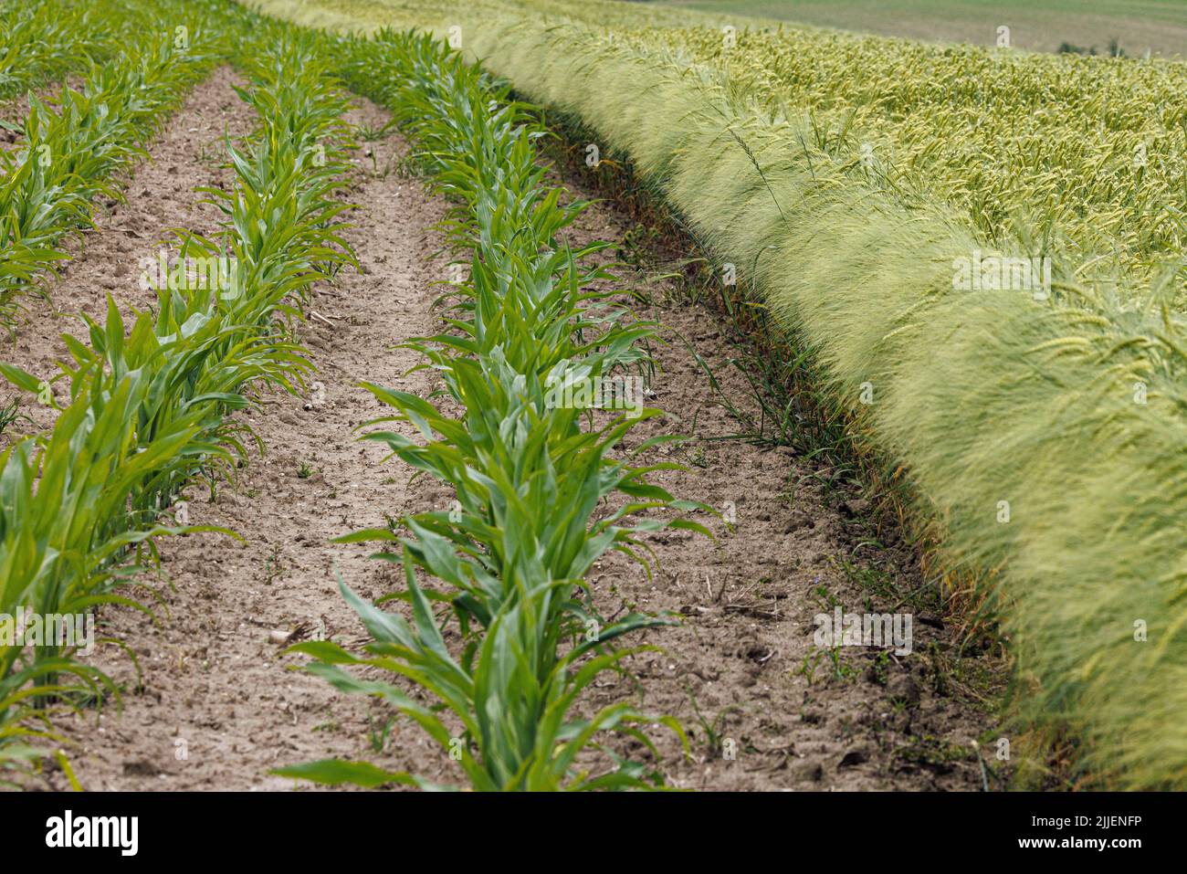 Cebada (Hordeum vulgare), campo de maíz junto a un campo de cebada, Alemania, Baviera Foto de stock