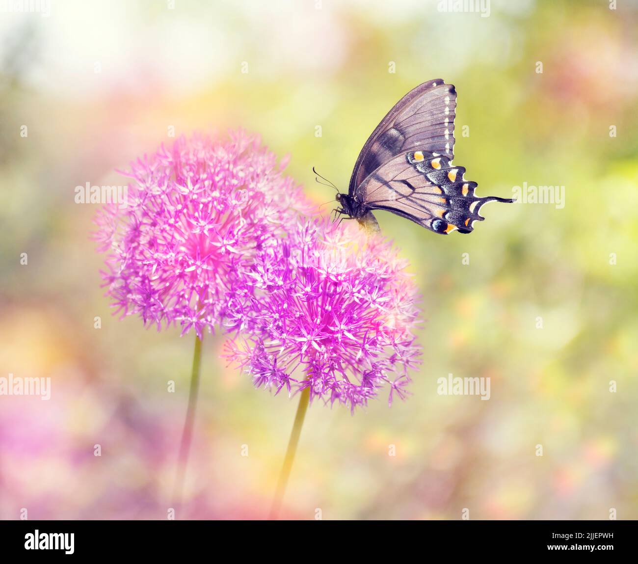 Hermosas alimentaciones de la mariposa en la flor del cebollino Foto de stock