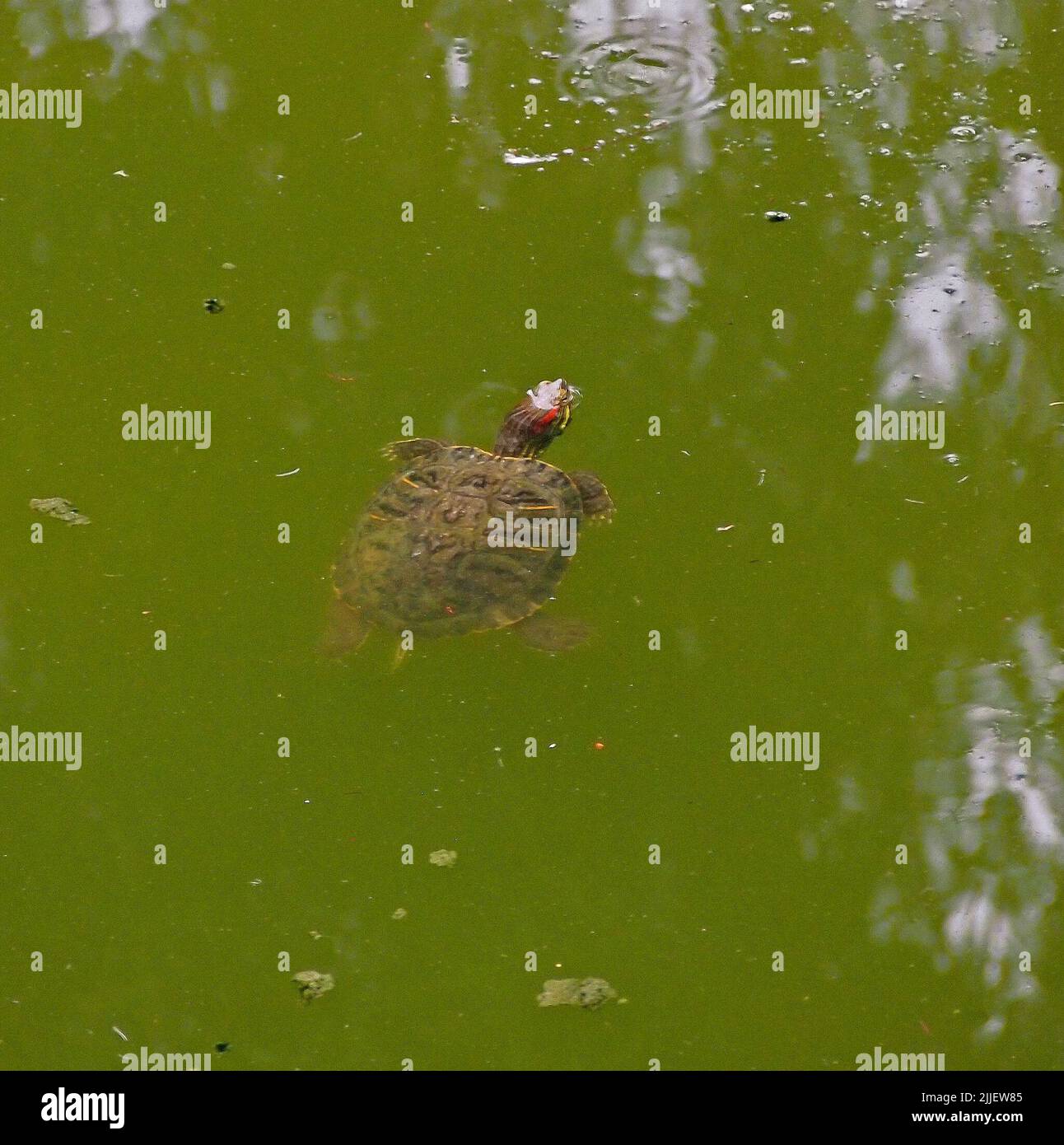 Tortuga en un estanque en el Centro Cívico William Cann en Union City, California Foto de stock