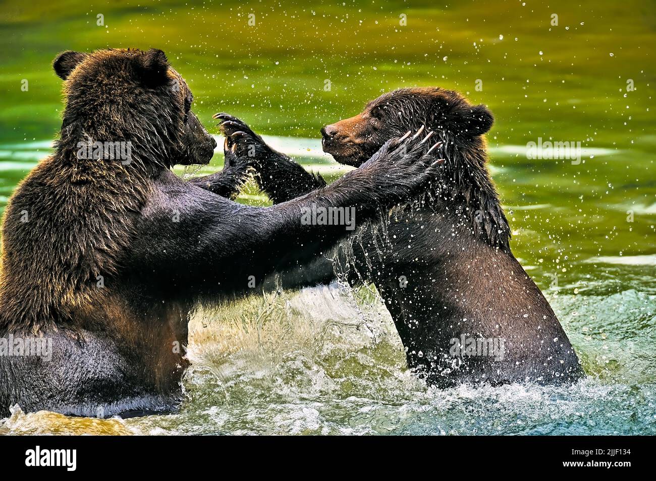 Madre y cachorro de osos grizzly jugando agresivamente en una tranquila laguna en el Bosque Nacional Tongass en Alaska, EE.UU Foto de stock