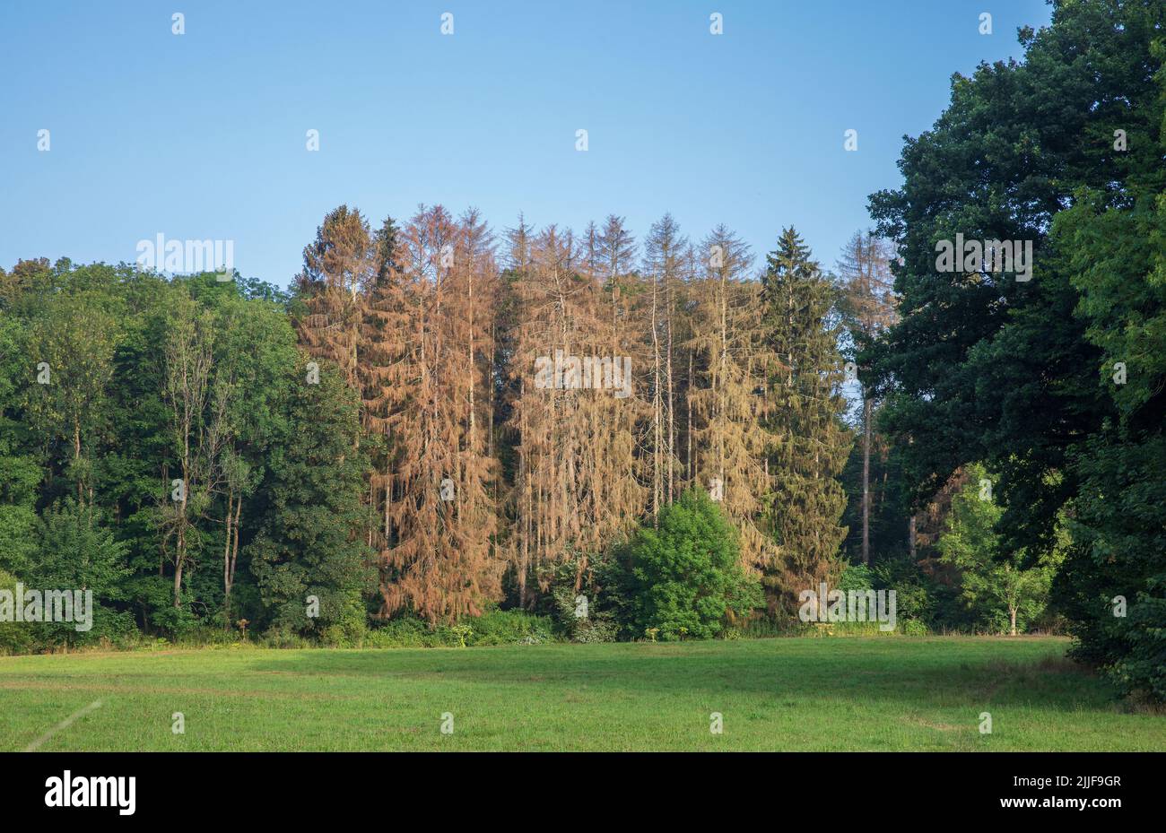 Árboles muertos en un bosque en Lohmar, Renania del Norte-Westfalia, Alemania Foto de stock
