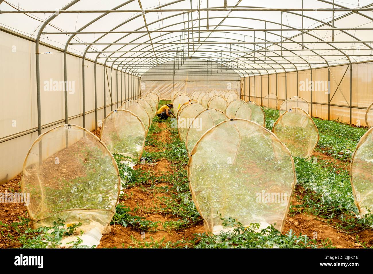 Invernaderos para plantas transgénicas, Hort Seed Mediterranea, Llucmajor, Mallorca, Islas Baleares, España Foto de stock