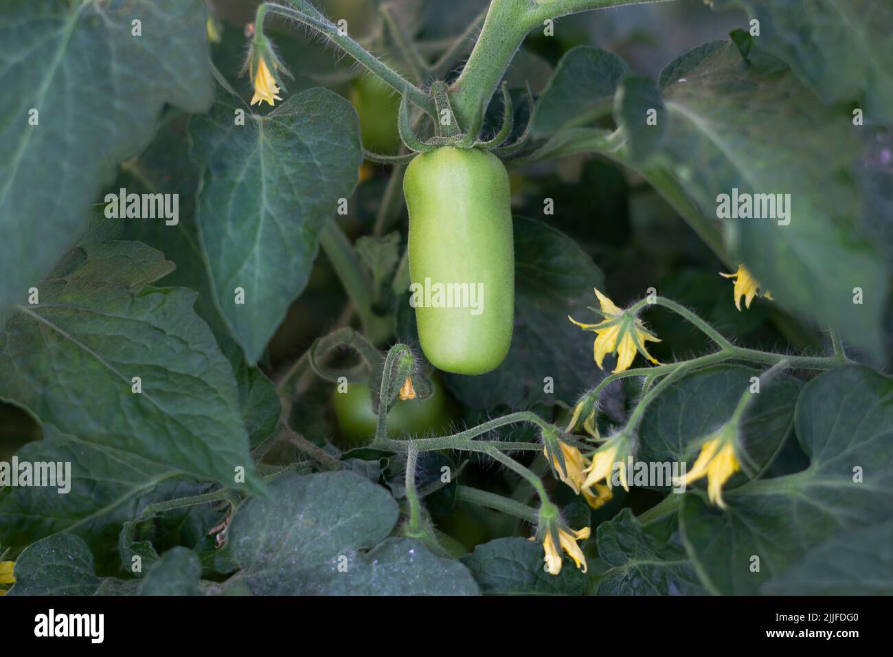 Las filas frescas Tomates ovalados verdes en una rama en un invernadero. Un tomate criado en casa de tallo largo inmaduro crece en una vid en un invernadero. Foto de stock