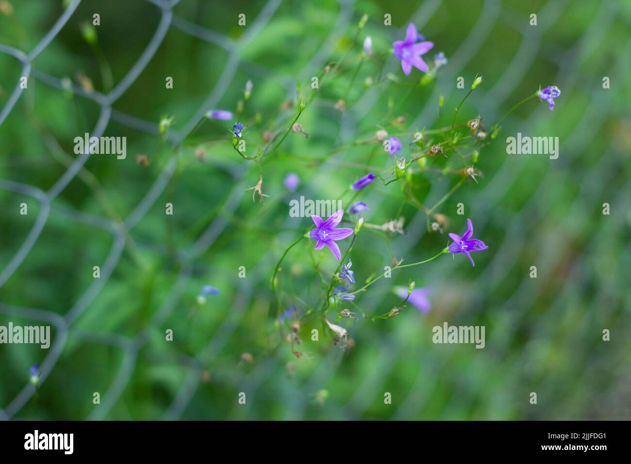Lila flores silvestres bluebells con un capullo, contra el fondo de una rejilla de hierro en hierba verde Foto de stock