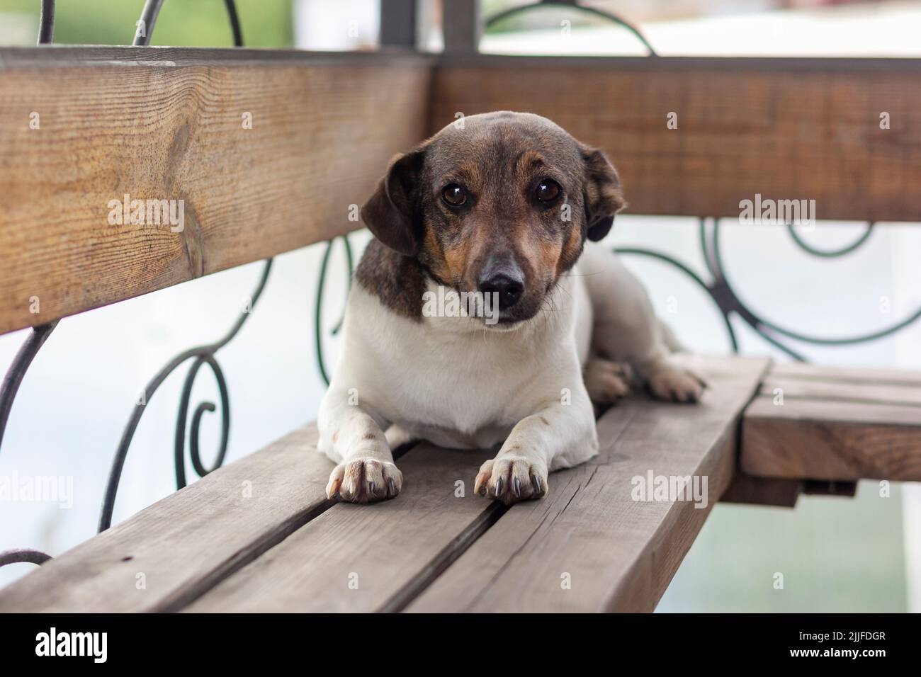 Lindo perro de cuatro años Jack Russell Terrier con orejas plegadas en el banco. Foto de stock