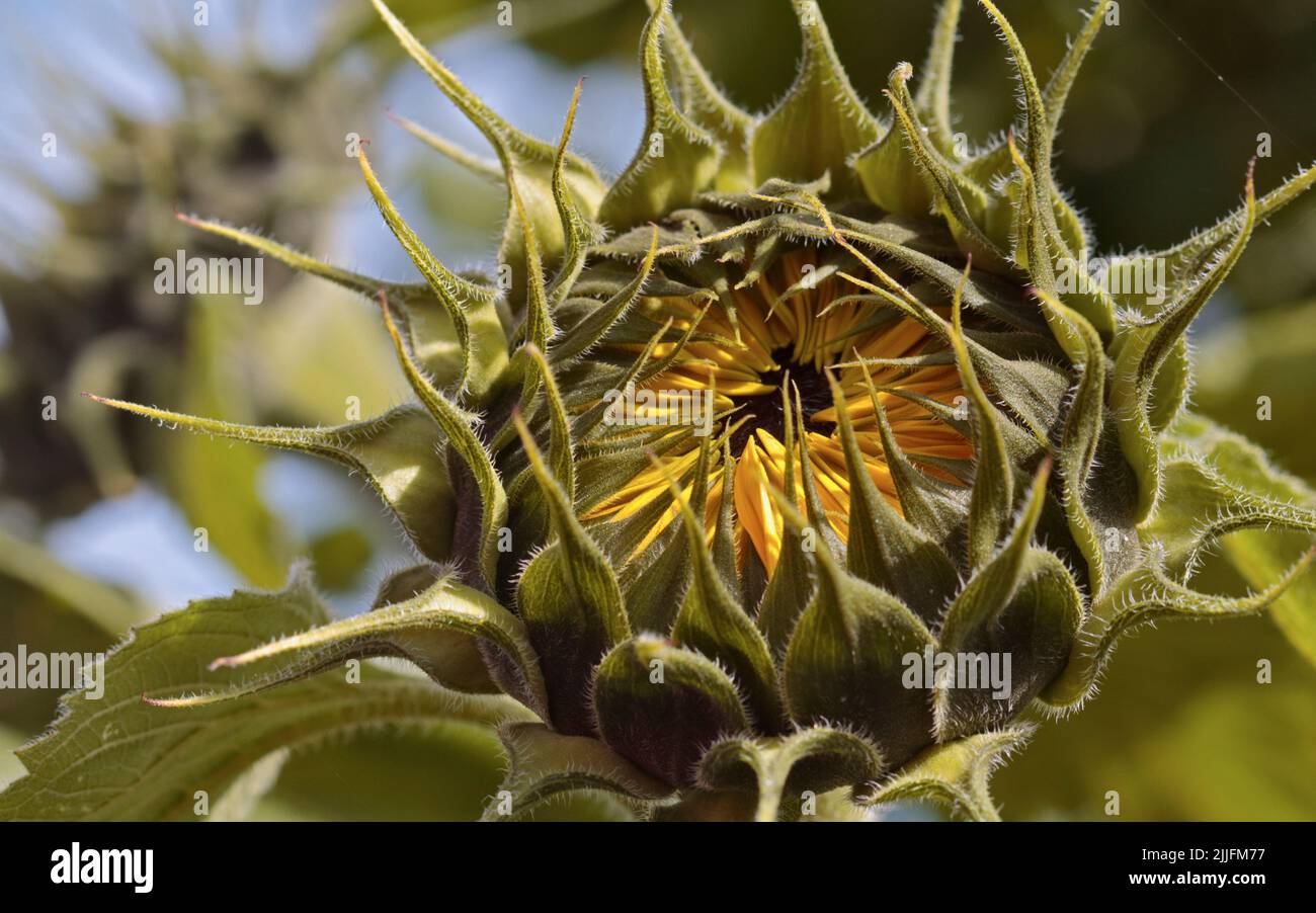 Girasol a punto de abrir (Sunflower Elite Sun F1) Foto de stock