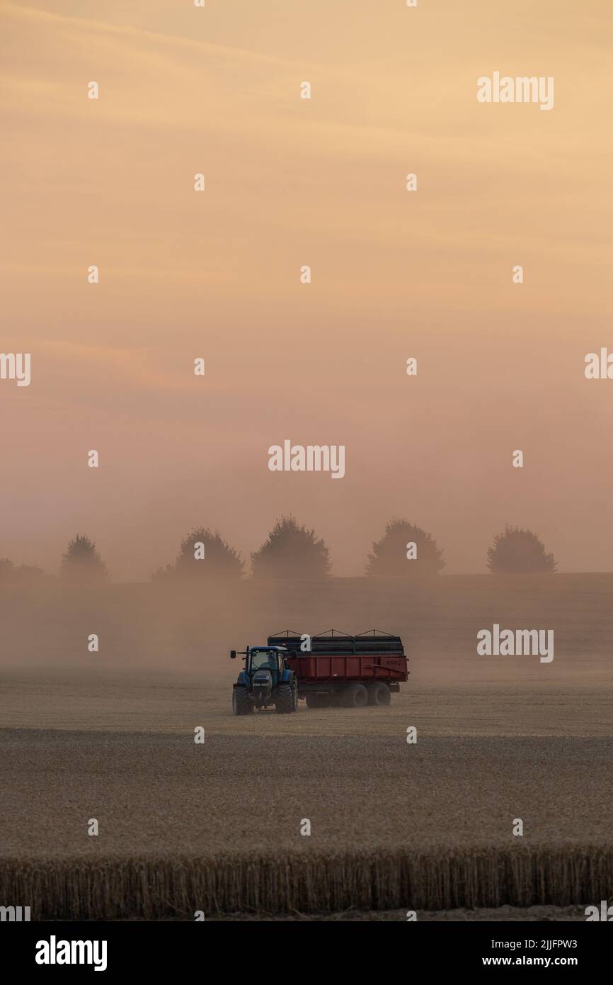 Cosecha de trigo en curso, tractor con remolque para carga. Puesta de sol iluminando el polvo levantado. Foto de stock