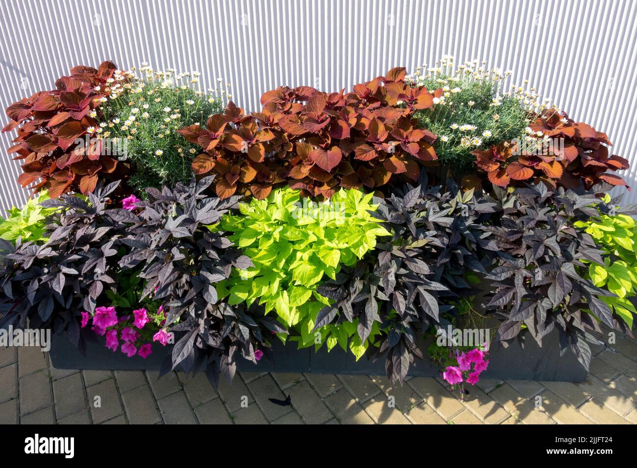 Contenedor de plantas anuales pintado de ortiga, coleo, Ipomoea batatas 'Blackie', el contraste de color de las plantas plantadas contenedor de flores de verano Foto de stock