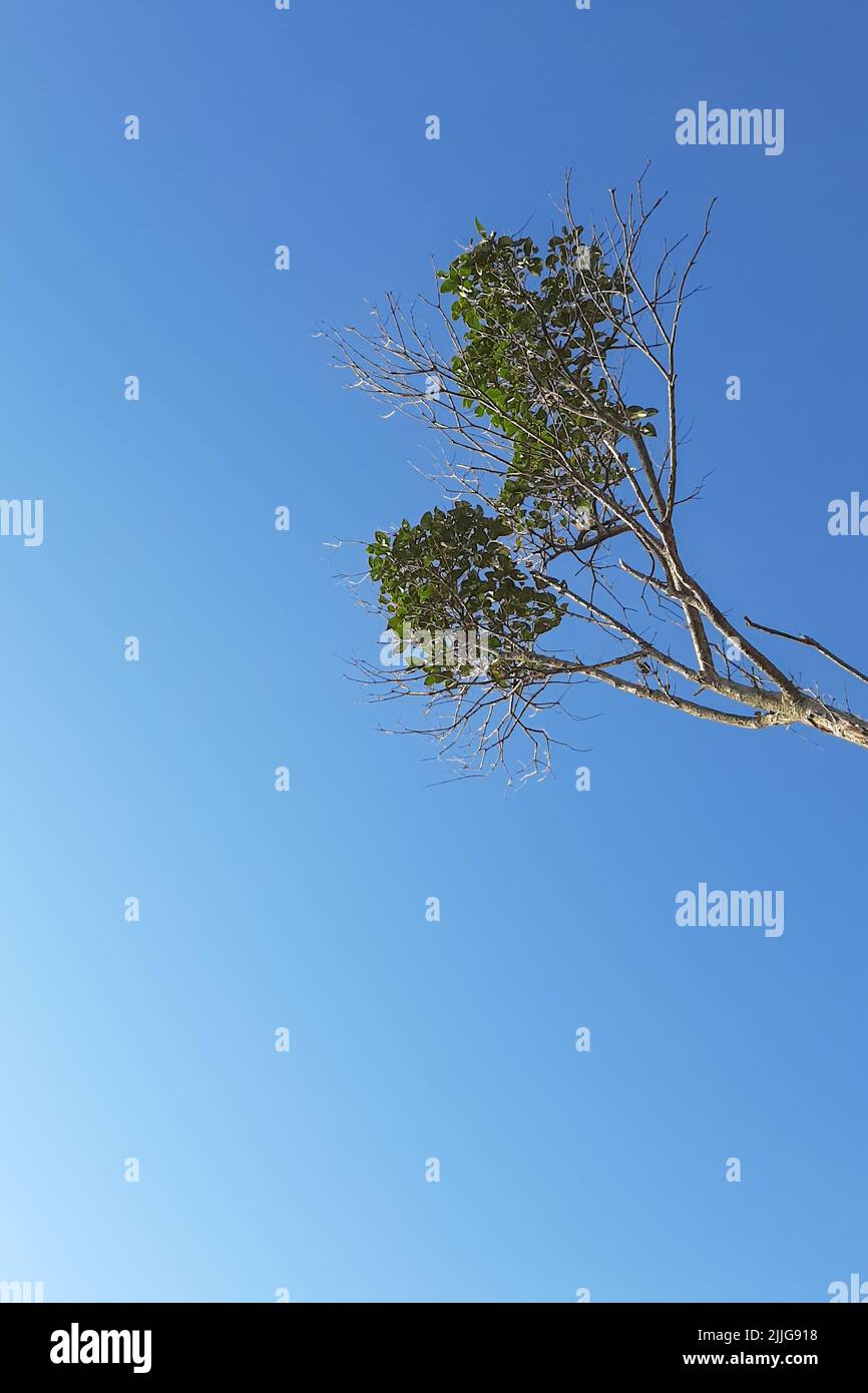 árbol primaveral con follaje verde y una corona en forma de corazón contra un cielo azul Foto de stock