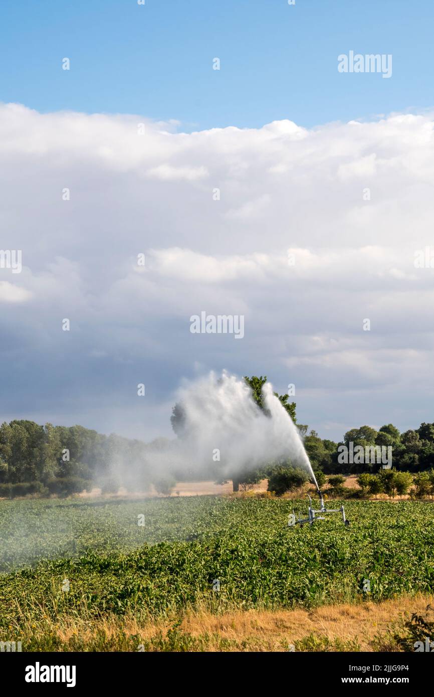 Un regador rociando un campo de remolacha azucarera en Norfolk durante el tiempo caluroso y seco de julio de 2022. Foto de stock