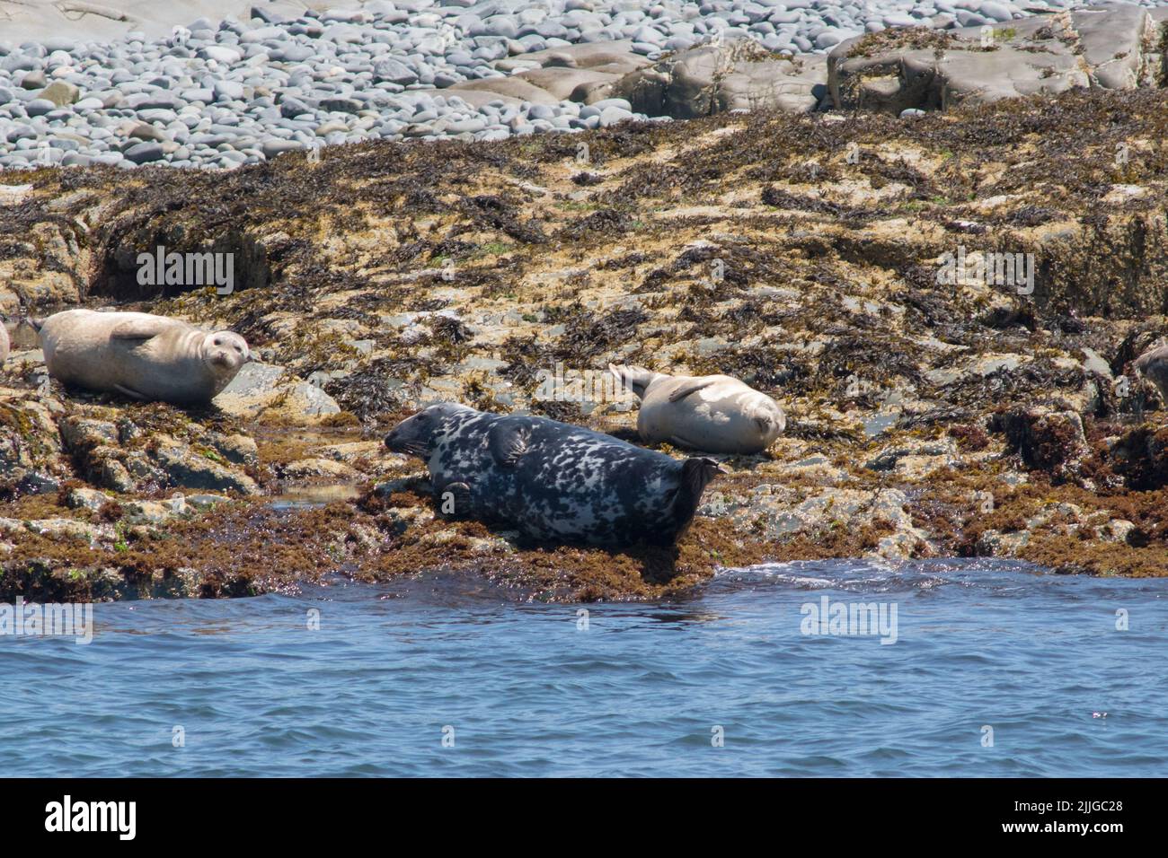 Un sello del puerto y 2 focas grises tomando sol en las rocas, Egg Rock, Acadia, Bar Harbor, Maine, Estados Unidos Foto de stock