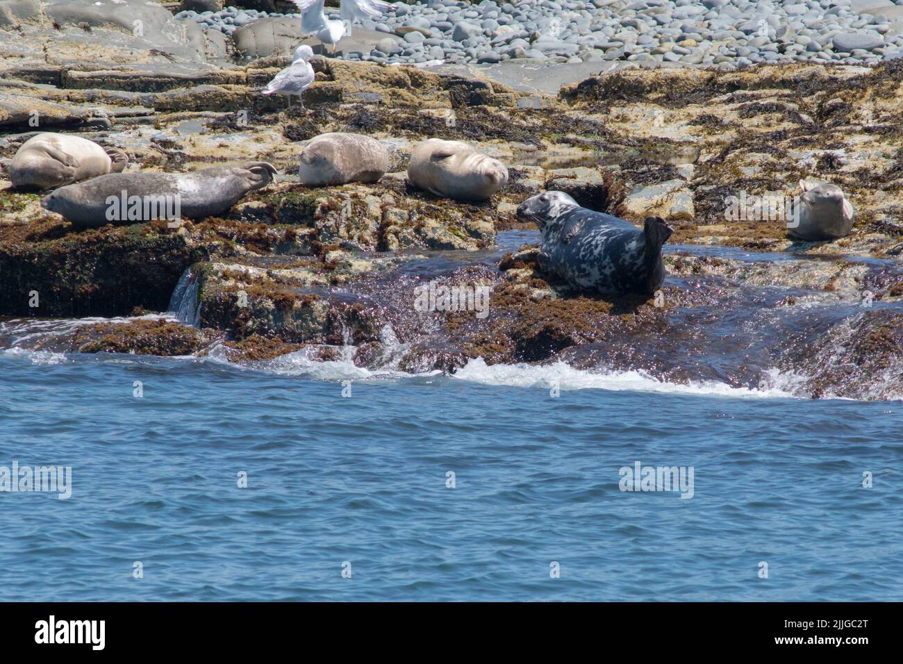 Un sello del puerto y focas grises tomando sol en las rocas, Egg Rock, Acadia, Bar Harbor, Maine, Estados Unidos Foto de stock