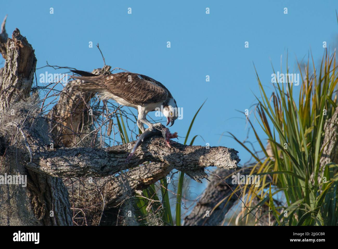 Un águila pescadora recogiendo un pescado con la boca abierta mientras se alza sobre un árbol muerto, Tera CEIA Preserve State Park, Florida, EE.UU Foto de stock