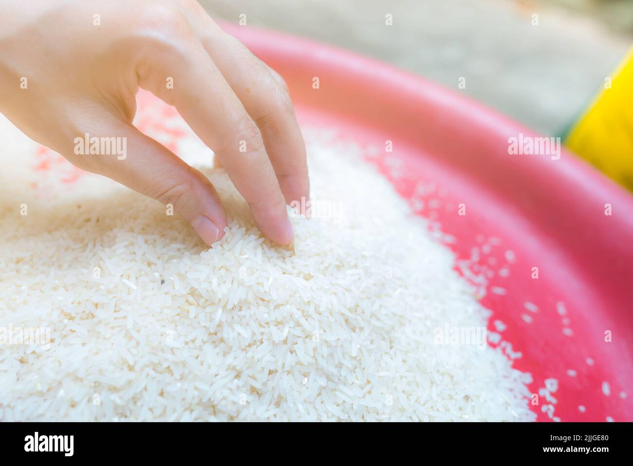 Mujer sosteniendo el arroz en una bandeja de plástico Arroz blanco molido sin cocer. El precio del arroz en el mercado mundial. Concepto de rendimiento mundial del arroz. Zakat y la caridad. Foto de stock