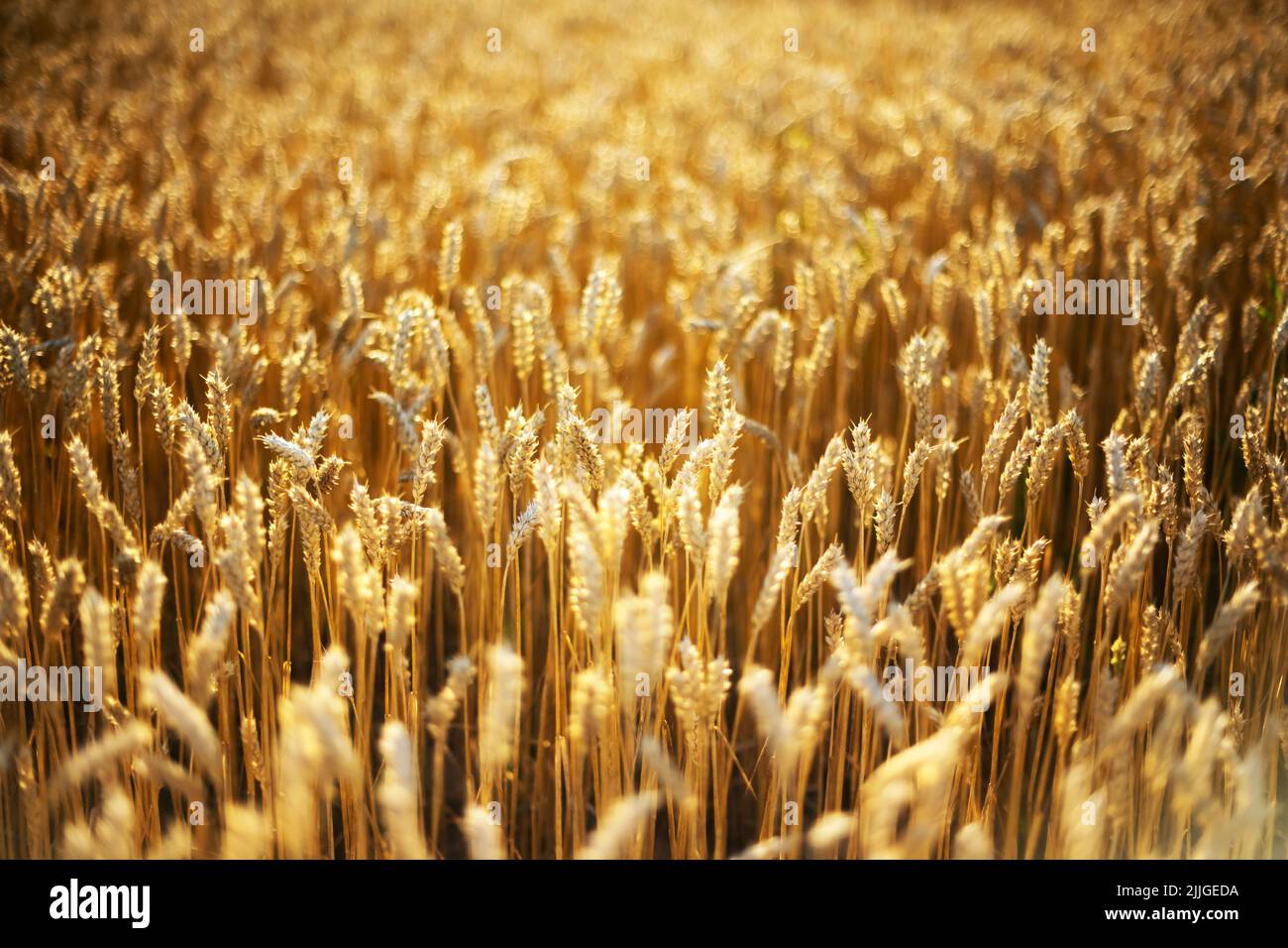 Espigas de trigo maduras en un campo dorado resplandeciente por la luz naranja del atardecer. Historia industrial y de naturaleza. Ucrania, Europa Foto de stock