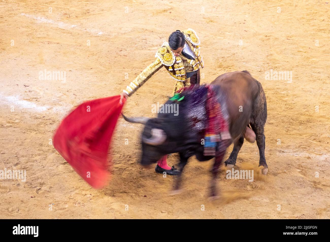 Movimiento borroso de un toro atacando al torero Ángel Tellez Foto de stock
