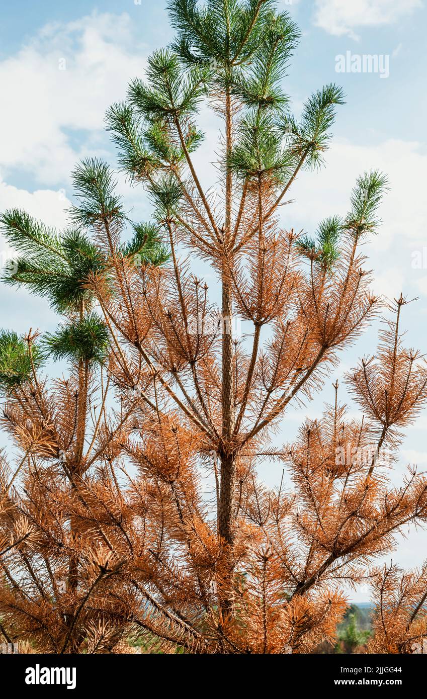 Pino amarillo de coníferas seco de aguja tronco quemado recuperándose lentamente después de calor anormal y sequía o fuego Cambio climático Ecosistema Foto de stock