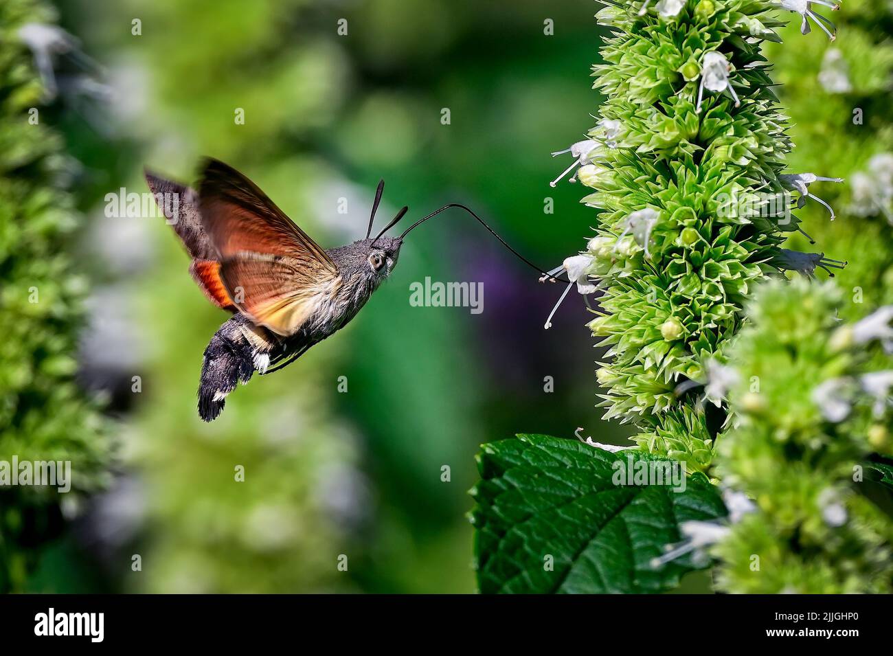 Hummingbird hawk-moth Foto de stock
