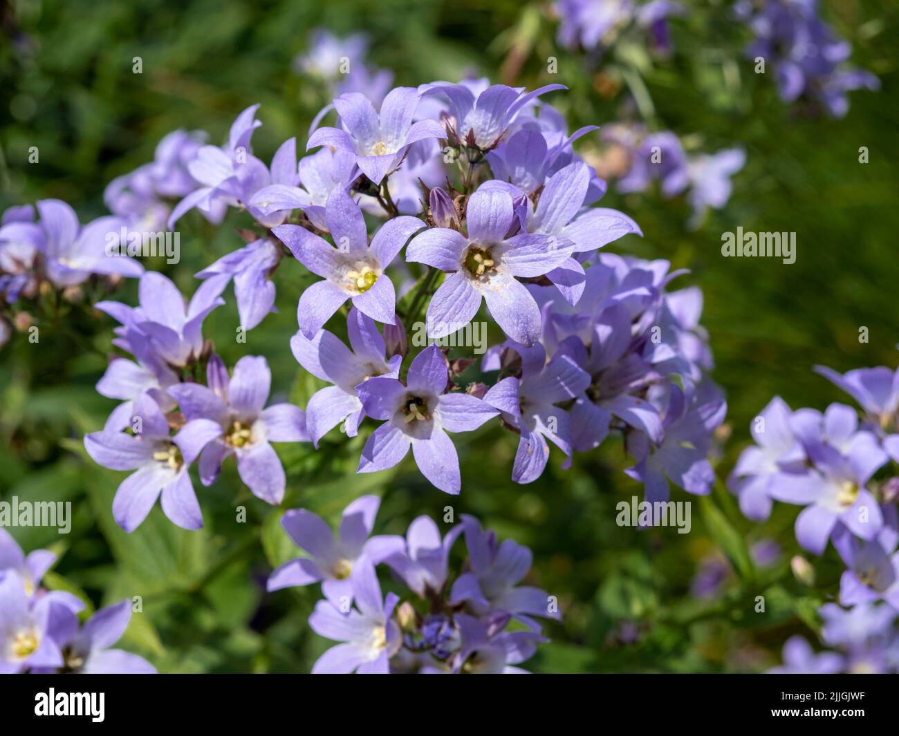 Primer plano de flores púrpura Campanula glomerata Superba Foto de stock